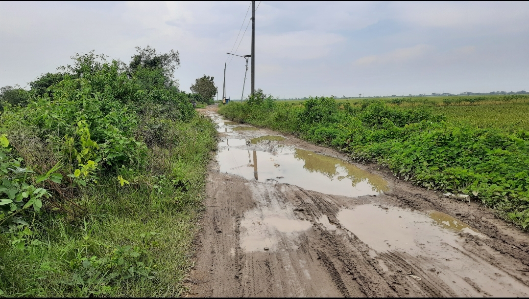 Jalan Darat Menuju ke Dukuh Gojoyo Wedung Demak  , Masih Rusak Parah Butuh Perhatian !!!!