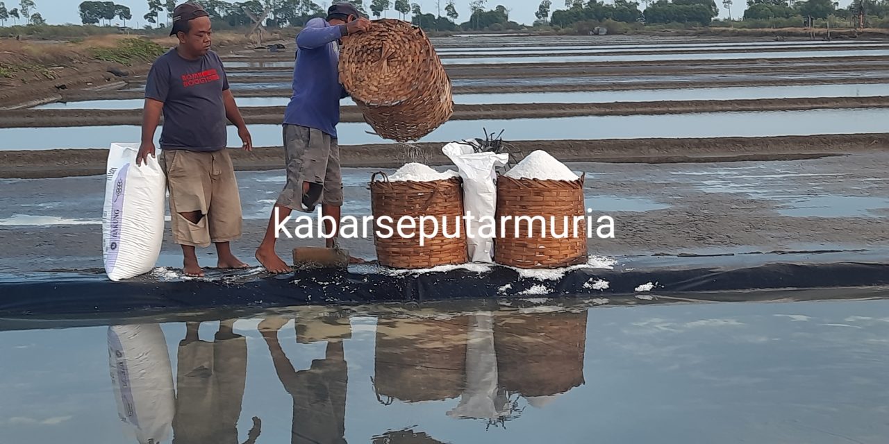 Hore !!!!! Petambak Garam Jepara Mulai Panen Garam