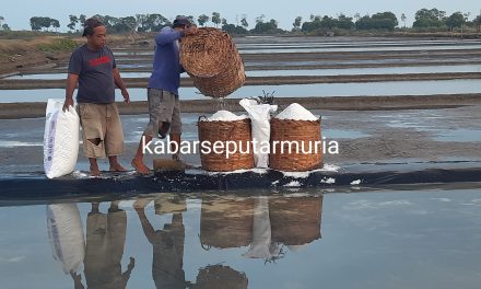 Hore !!!!! Petambak Garam Jepara Mulai Panen Garam