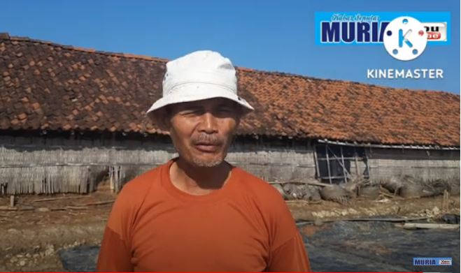 Petambak Garam  Di  Jepara , Berharap Ada Bantuan Geomembran Lagi