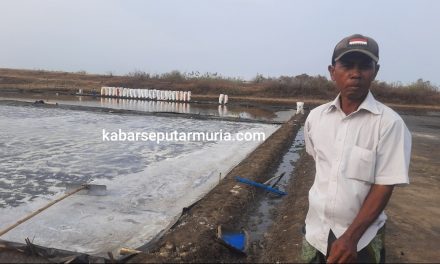 Mendung Tak Halangi Panen Garam di Demak , Harga Rp 45 ribu Perzak di Lahan