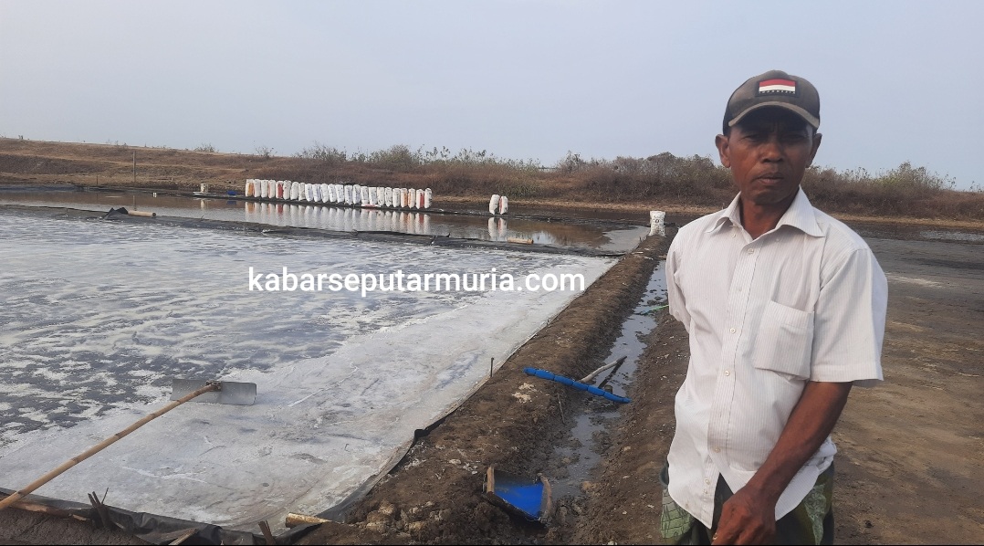 Mendung Tak Halangi Panen Garam di Demak , Harga Rp 45 ribu Perzak di Lahan