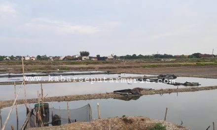 Harga Garam Tinggi Biaya Sewa lahan tahun Depan Naik Drastis