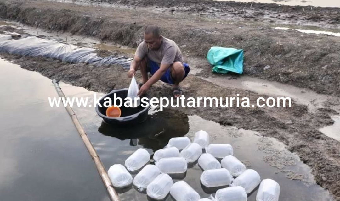 Usai Panen Garam , Tambak Ditebari Bandeng Agar Menghasilkan Di Musim Hujan