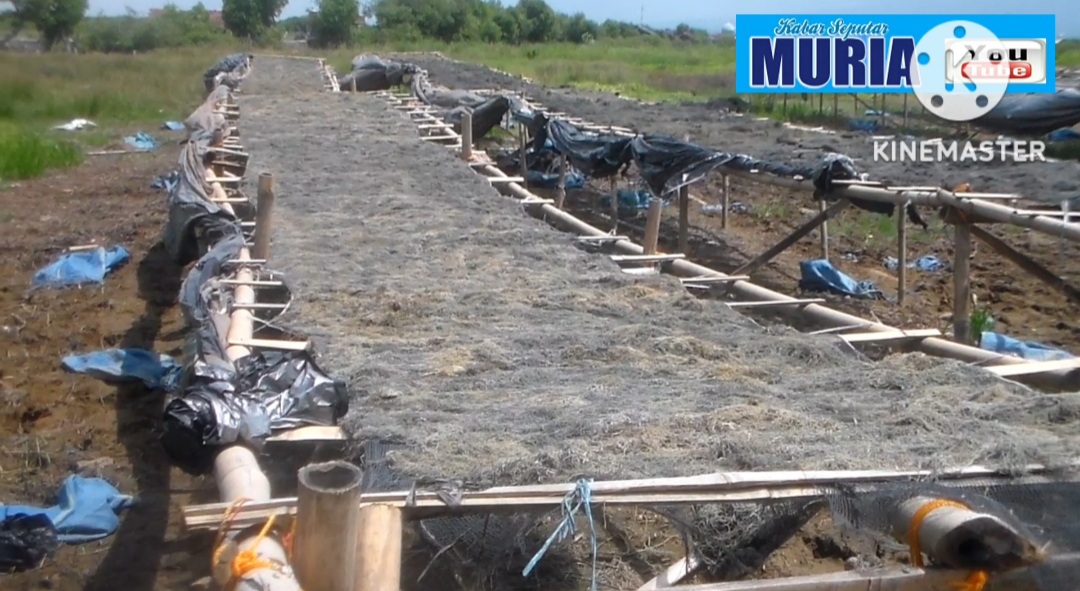 Usaha Pengeringan Rumput Laut di Desa Babalan Demak Buka Lapangan Pekerjaan