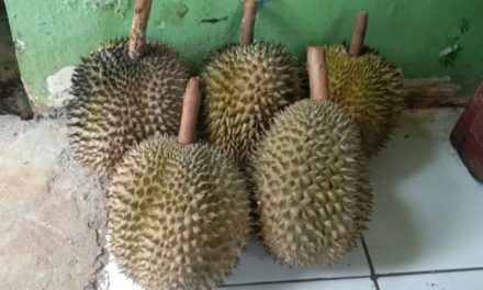 Durian Asli Jepara Rasanya  Manis Legit  Kalahkan Durian Dari Luar