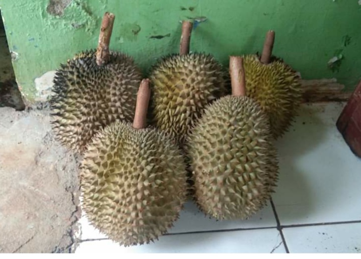 Durian Asli Jepara Rasanya  Manis Legit  Kalahkan Durian Dari Luar