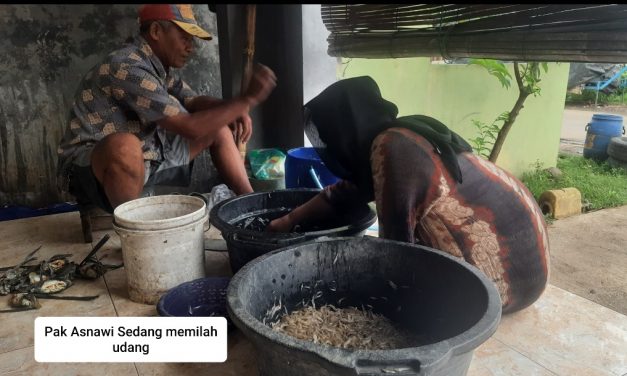 Tambak Jika Musim Hujan Hasilkan Udang Alami , Sore Bubu di Pasang Pagi Hari Diambil