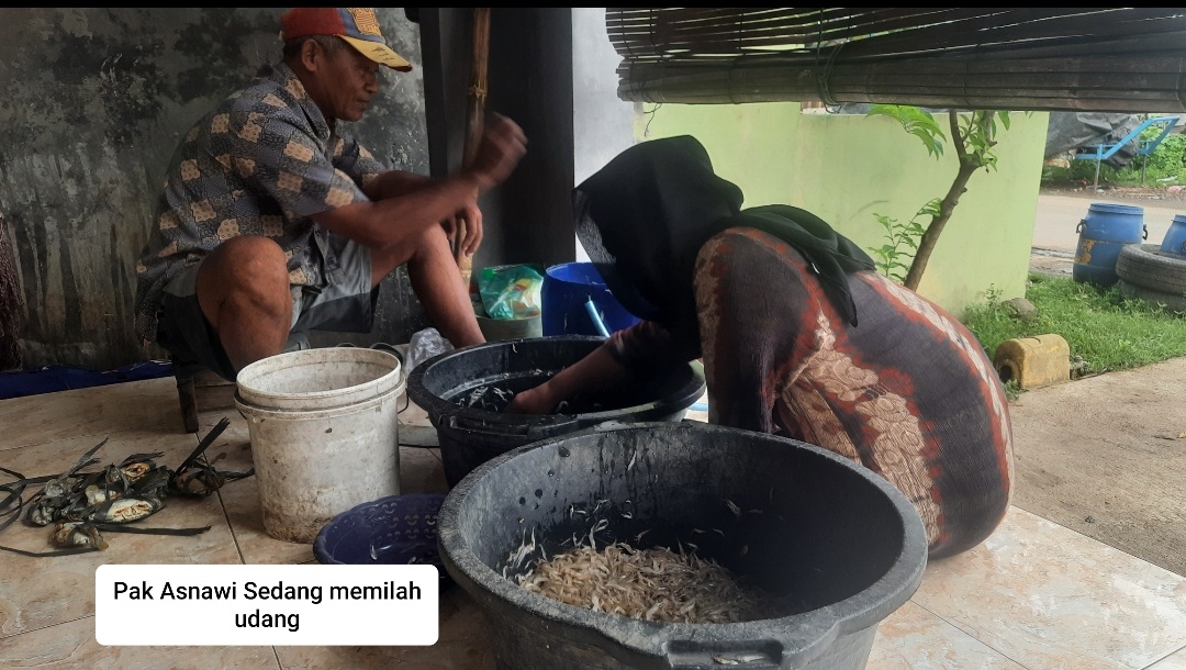 Tambak Jika Musim Hujan Hasilkan Udang Alami , Sore Bubu di Pasang Pagi Hari Diambil