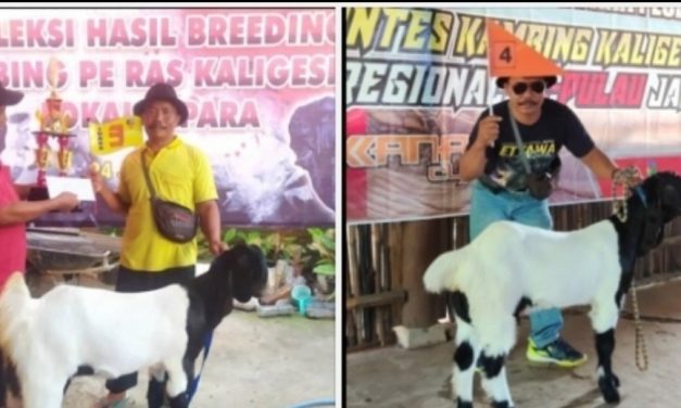 Pak Hamm Kenduren Tetap Usaha Ternak Kambing PE Untuk Kejuaraan