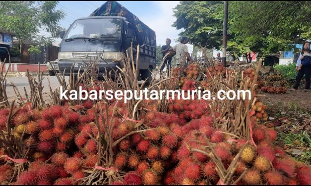 Jepara Panen Raya Rambutan Harga Murah Meriah Per ikat Rp 13 – 15 Ribu