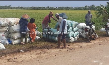 Jepara Panen Padi MT 1 Harga Gabah Tinggi Operasional Juga Tinggi