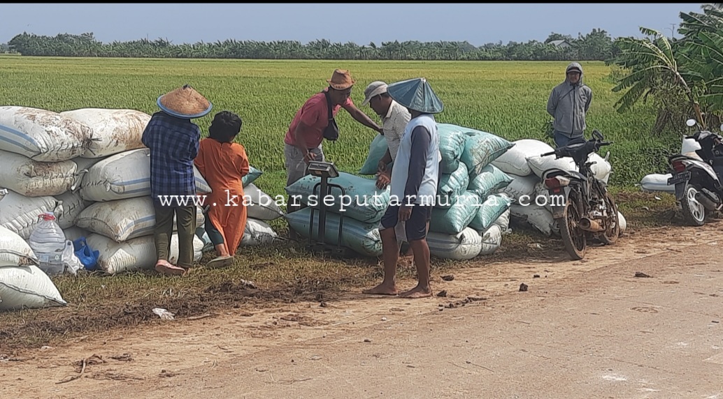 Jepara Panen Padi MT 1 Harga Gabah Tinggi Operasional Juga Tinggi