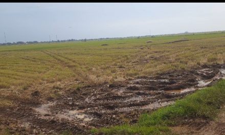 Ini Jeritan Petani Jepara Terkait Pupuk Bersubsidi