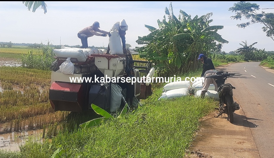 Dekati Panen Raya Harga Gabah di Jepara  Mulai  “Ndlosor”