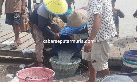 Nelayan Dogol Perbekalan Lebih Hemat  Hasilnya Ikan  Teri