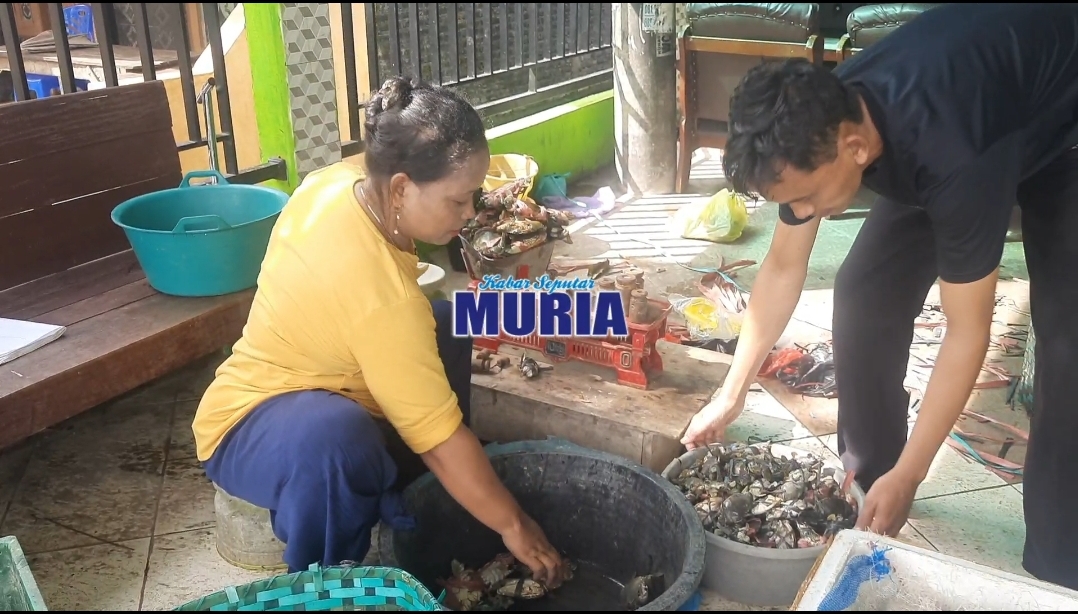 Bang Sugoto 10 Tahun Tekuni Jual Beli Kepiting Hijau , Kualitas Ekspor dan Biasa