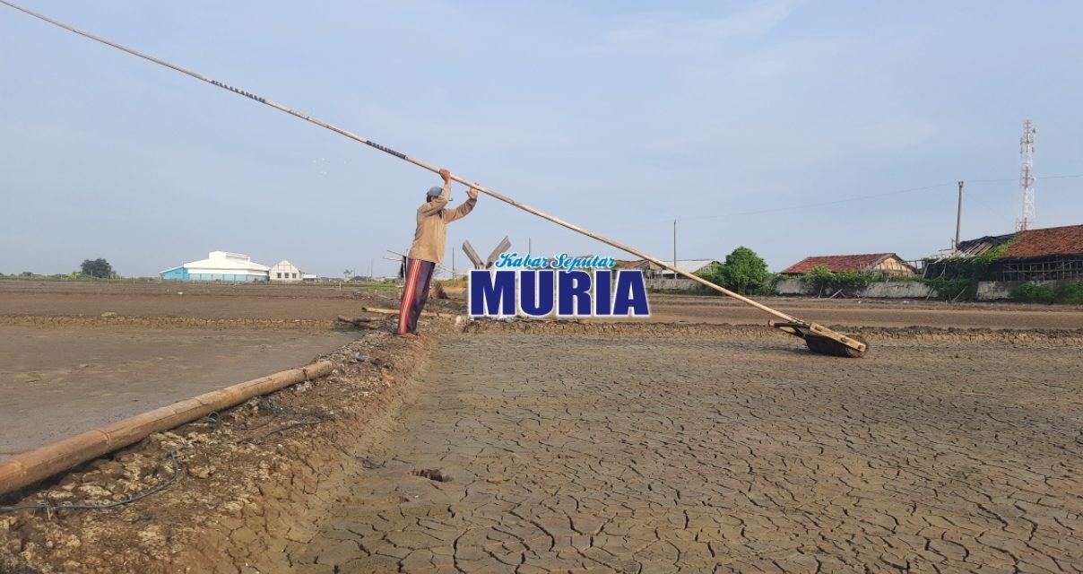 Masih Turun Hujan Petambak Garam Demak Masih Persiapkan Lahan