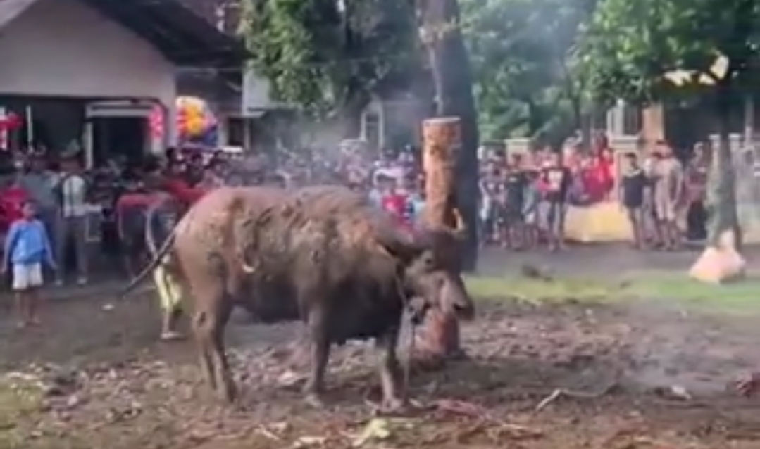 Mengenal Tradisi Prasah Di Desa Sidi Gede Jepara , Ada Kerbau di Arak Keliling Kampung