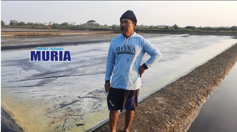 Petambak Garam Jepara Ada Yang Panen , Ini Teknisnya Agar Cepat Panen