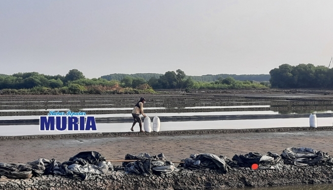 Garam Panen Perdana di Demak Dihargai Rp 500 ribu  Perkwintalnya