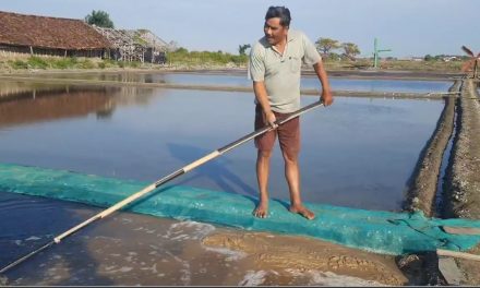 Petambak Garam Ini Manfaatkan Geomembran Lama , Ini Cara Panen Garam Agar Hasilnya Putih Bersih