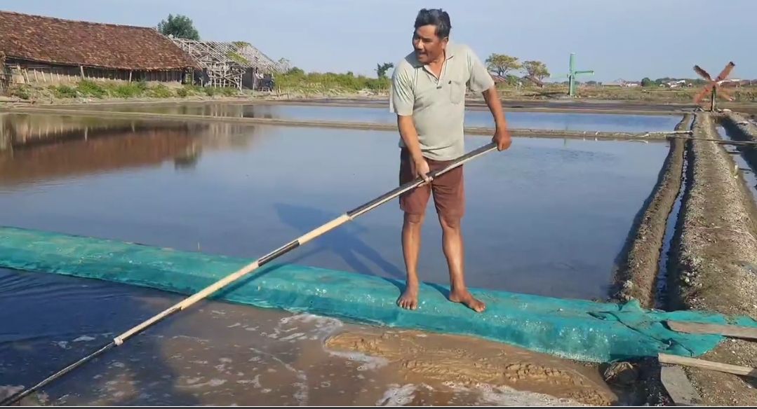 Petambak Garam Ini Manfaatkan Geomembran Lama , Ini Cara Panen Garam Agar Hasilnya Putih Bersih