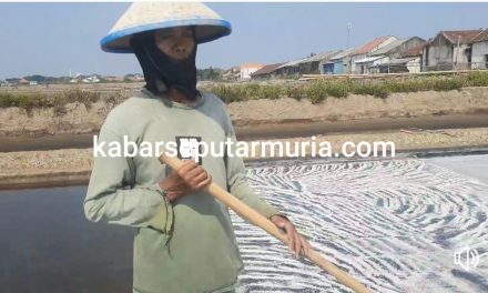 Cerita  Petambak Garam Demak Harga Tinggi Bisa Selesaikan Semua