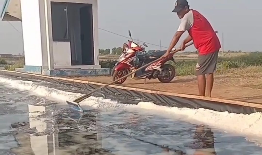 Tak Ada Lahan Tambak Tanah Lapang  Belakang  Gudangpun Bisa Panen Garam