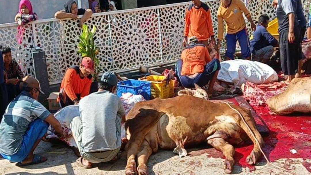 Qurban di Masjid Jami’ Baitul Makmur 7 Sapi 2 Kambing di bagi 1.000 Rumah