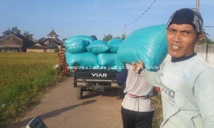 Panen Padi Rejeki Untuk Manol dan Tenaga Angkut Gabah