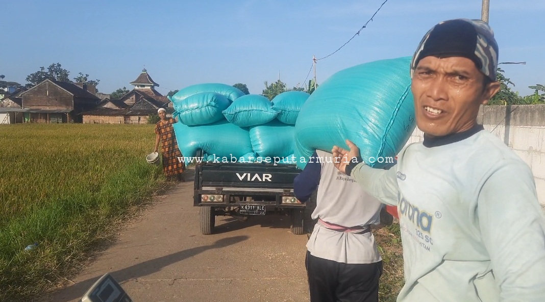 Panen Padi Rejeki Untuk Manol dan Tenaga Angkut Gabah