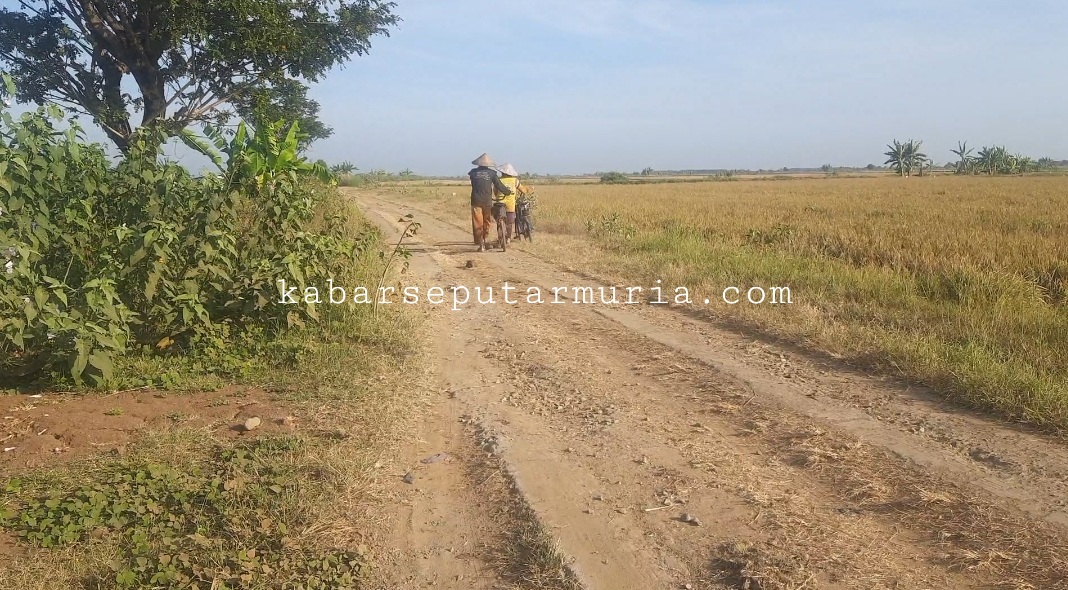 Petani Desa Karangaji Jepara Gembira , Tahun Ini Panen Hasil Melimpah Harganyapun Bagus