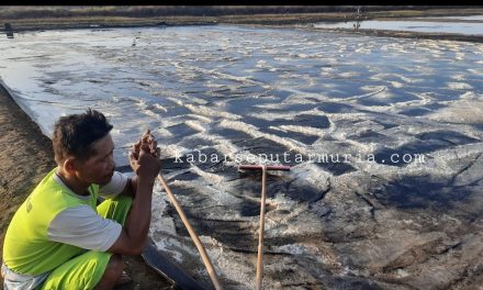 Dekati Panen Raya Harga Garam Krosok di Demak Terus Turun