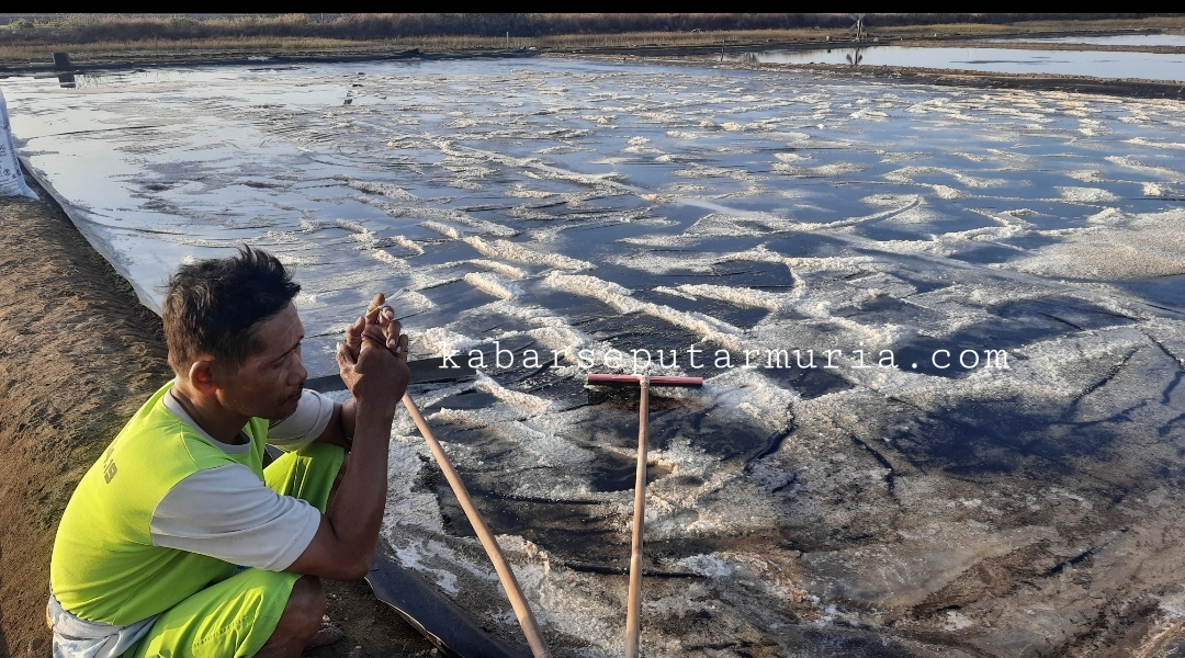 Dekati Panen Raya Harga Garam Krosok di Demak Terus Turun