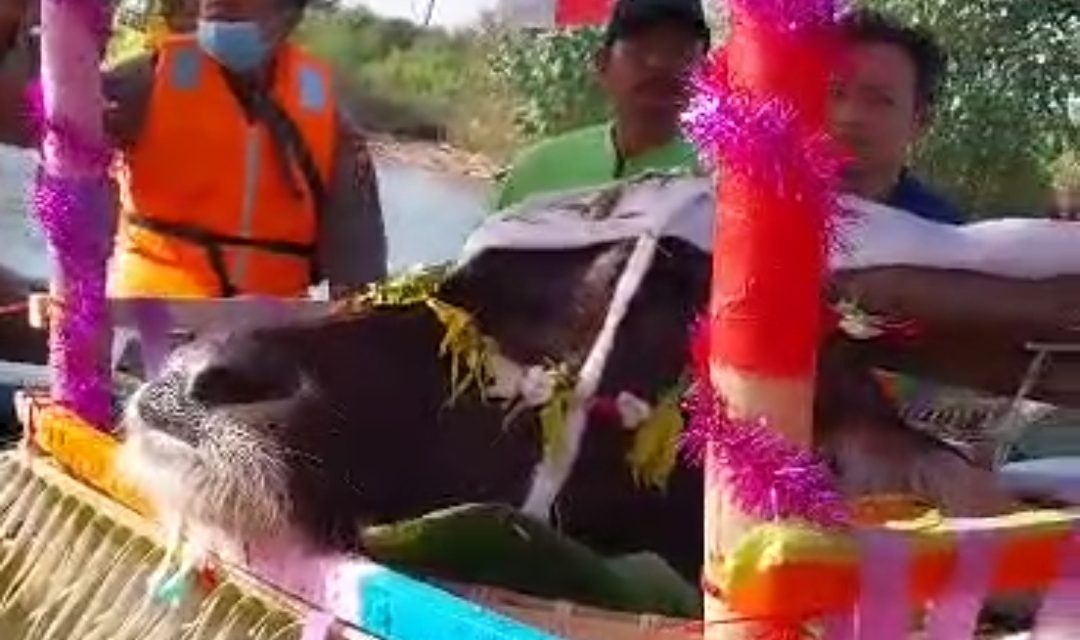 Nelayan Desa Karangaji Jepara Gelar Sedekah Laut , Larung Kepala Kerbau