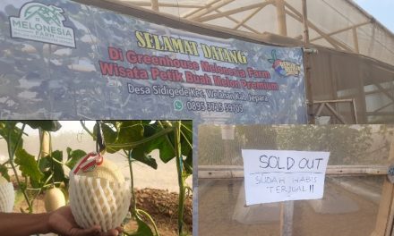 Wisata Petik Melon di Desa Sidigede Jepara , 3 Hari Stok Melon di Pohon Ludes