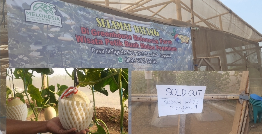 Wisata Petik Melon di Desa Sidigede Jepara , 3 Hari Stok Melon di Pohon Ludes