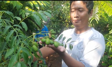 Pondok Sekar Panjunan Purwogondo Jepara, Sediakan Aneka Tanaman Bunga dan Buah juga Jasa Membuat Taman