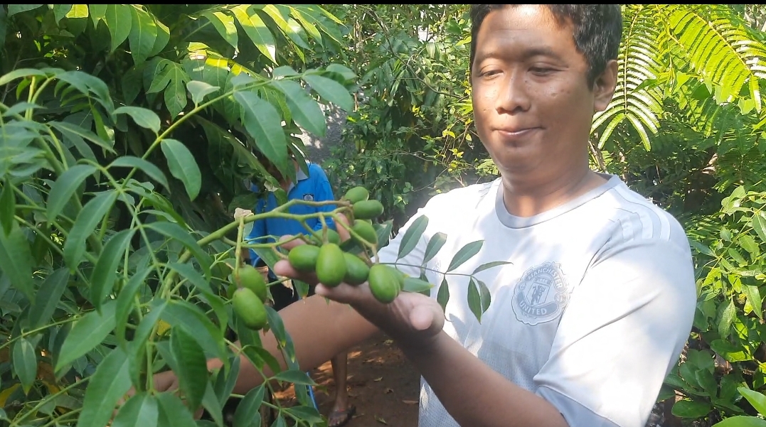 Pondok Sekar Panjunan Purwogondo Jepara, Sediakan Aneka Tanaman Bunga dan Buah juga Jasa Membuat Taman