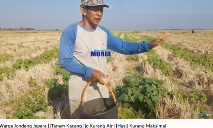 Petani Desa Jondang Jepara Tanam Kacang Hijau , Kurang Air Hasil Tak Maksimal