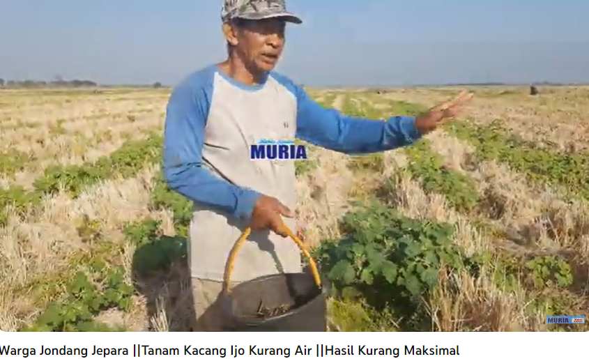 Petani Desa Jondang Jepara Tanam Kacang Hijau , Kurang Air Hasil Tak Maksimal