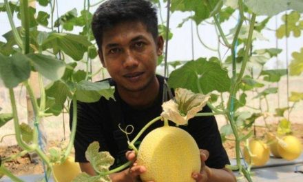 Cerita Awang Budi Setyawan Petani Millenial , Kembangkan Wisata Petik Buah Melon di desa Sidi Gede Jepara