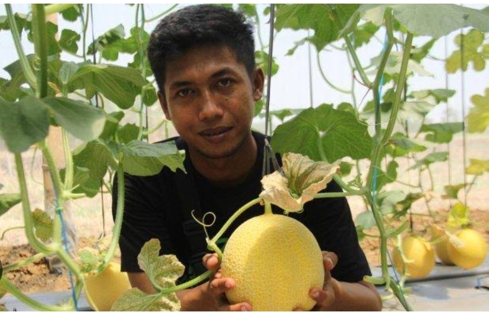 Cerita Awang Budi Setyawan Petani Millenial , Kembangkan Wisata Petik Buah Melon di desa Sidi Gede Jepara