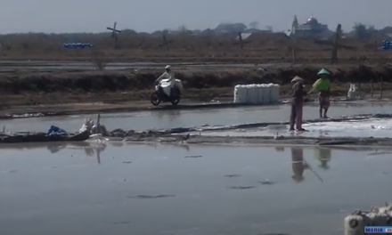 Belum Turun  Hujan , Petambak Garam Demak Terus Berproduksi