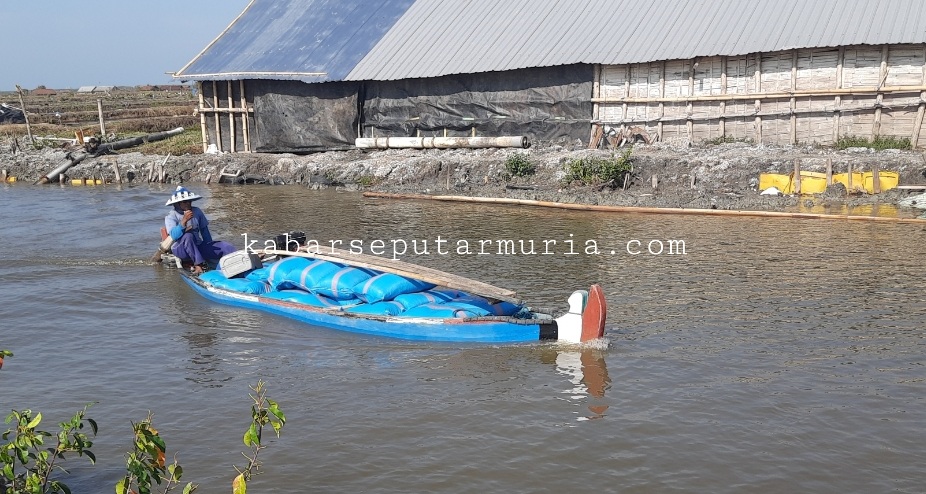 Desa Kendalasem Demak ,  Angkutan Garam Gunakan  Perahu Satu Rit Rp 200 ribuan