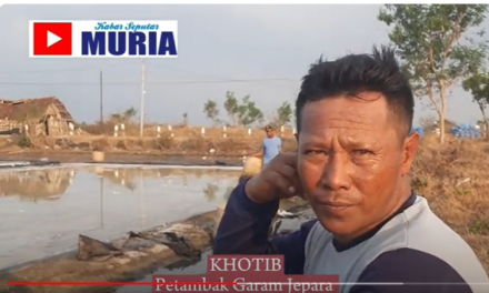 Petambak Garam Jepara  Ini Tak Mengeluh Lagi , Harga Garam Bagus Tak “Mlempem”