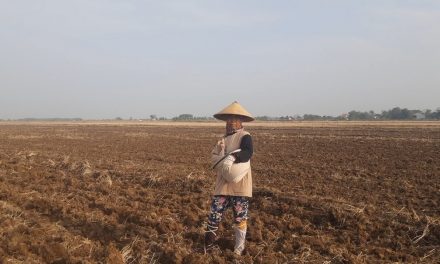 Hujan Mulai Turun Petani Karangaji Mulai Garap Lahan “Sawur” Tinggal