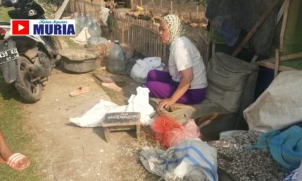 Peternak Itik Desa Karangaji Jepara , Kemarau Pakan Mahal Hanya Bisa Bertahan