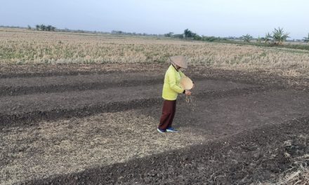 Hujan Mulai Turun , Sawah Tadah Hujan Desa Mutih Kulon Demak Mulai Di Garap